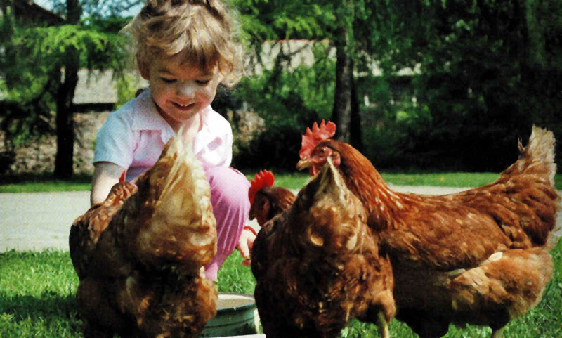 Kinder des Natur- und Bauernhofkindergartens bei den Hühnern